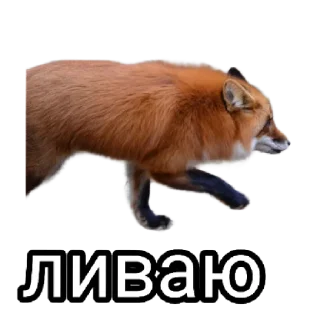 🚪 emoji Ася Telegram sticker 11 of 26