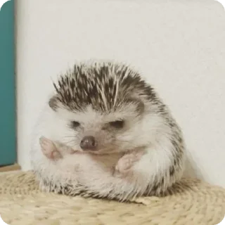 😶 emoji йожык Telegram sticker 20 of 100