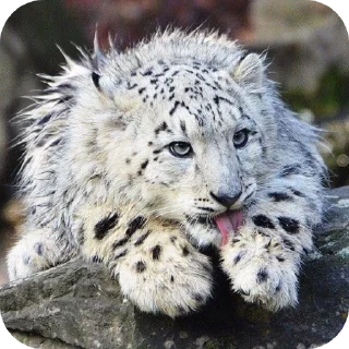 🐾 emoji Снежный леопард ( @Izuku_Midor Telegram sticker 6 of 111