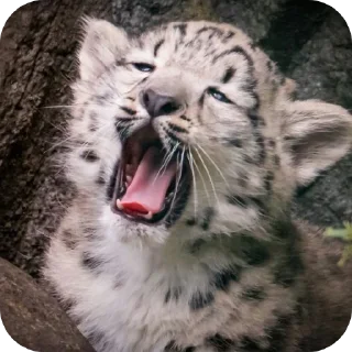 🐱 emoji Снежный леопард ( @Izuku_Midor Telegram sticker 15 of 111