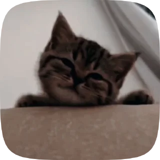 🐱 emoji Больше стиков тут: @stikery4 Telegram sticker 1 of 50