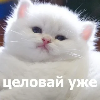 😗 emoji Больше стикеров 👉🏻 @stickertg4 Telegram sticker 13 of 80