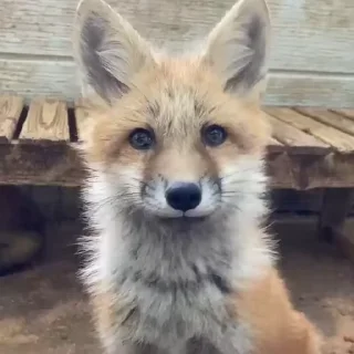 🤔 emoji Лучшие стикеры: @animstikers1 Telegram sticker 1 of 50