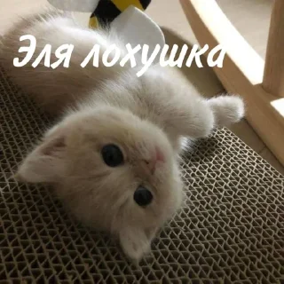Sticker from ЮЛЯ ДУРА ФУУУ