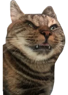 Sticker from Это же кошка Ириска