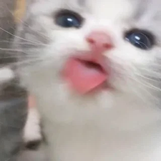 😛 emoji kittens and other>> Telegram sticker 12 of 35