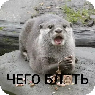😱 emoji Святые выдры Telegram sticker 24 of 81