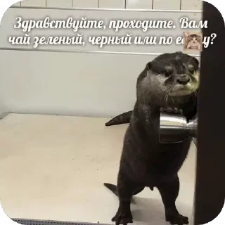 🦦 emoji Святые выдры Telegram sticker 19 of 81
