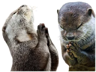Sticker from сашкины выдры