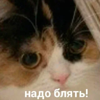 😐 emoji lulz Telegram sticker 24 of 86