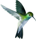 🎾 emoji BIRD Telegram sticker 13 of 15