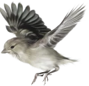 💨 emoji BIRD Telegram sticker 9 of 15