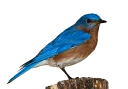 Sticker from BIRD