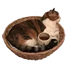 🐈 emoji beige & brown by @literalina Telegram sticker 16 of 40