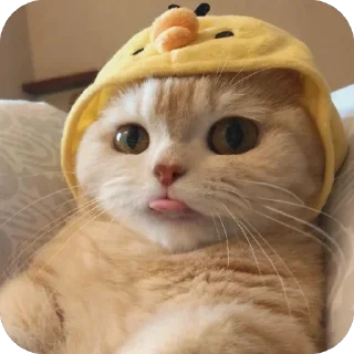 😋 emoji Наш канал — @koshkii_kotiki Telegram sticker 7 of 16