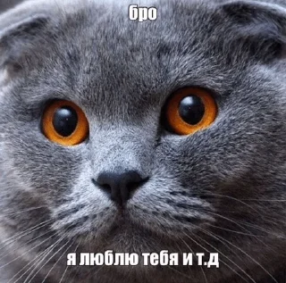 🌟 emoji Бро и тд. Telegram sticker 19 of 26