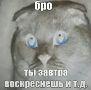 🌟 emoji Бро и тд. Telegram sticker 7 of 26