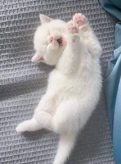 😸 emoji Котики мяу мяу от @syper_arbyz Telegram sticker 13 of 120