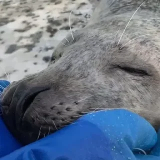 Sticker from Seals