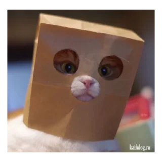 Sticker from котя