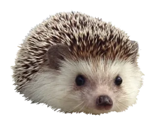 🦔 emoji Wizard inventory Telegram sticker 17 of 50