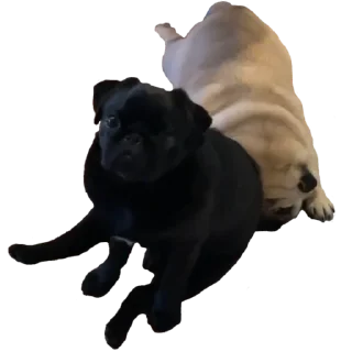 🤨 emoji @pug_leonid Telegram sticker 11 of 34