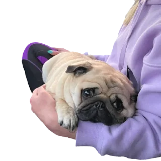 😔 emoji @pug_leonid Telegram sticker 14 of 34