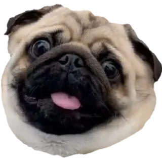 😛 emoji @pug_leonid Telegram sticker 1 of 34
