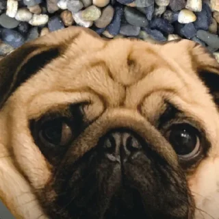 🗿 emoji @pug_leonid Telegram sticker 5 of 34