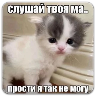 Sticker from котты @dilonshy @chyatichek