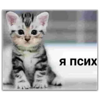 Sticker from котты @dilonshy @chyatichek