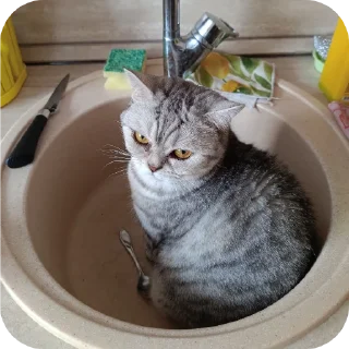 🐱 emoji Ксюша и Сава от Чосика Telegram sticker 14 of 18