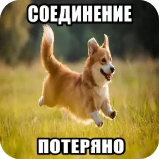 🐶 emoji БОЛЬШЕ ⇨ @CLOOBHUB МЕМНЫЕ СТИКЕРЫ МЕМЫ РАСТЯПА Telegram sticker 8 of 81