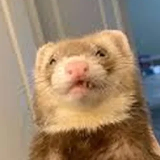 🤢 emoji Cursed Ferrets Telegram sticker 24 of 45