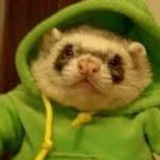 🤙 emoji Cursed Ferrets Telegram sticker 6 of 45