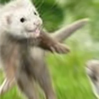 😧 emoji Cursed Ferrets Telegram sticker 15 of 45