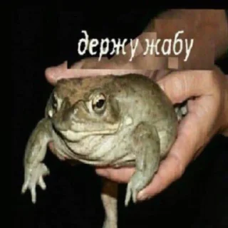 Sticker from держи жабу от пиявки