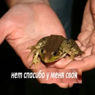 Sticker from держи жабу от пиявки
