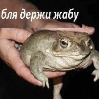 Sticker from держи жабу от пиявки