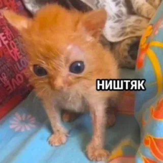 😦 emoji Мур-мур-мур Telegram sticker 16 of 20