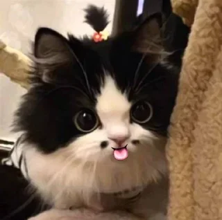 😸 emoji Больше стиков тут: @stikery4 Telegram sticker 20 of 84