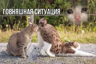 🥴 emoji Больше стиков тут: @stikery4 Telegram sticker 16 of 84