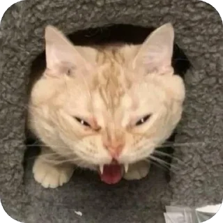 Sticker from Пикчи с котятк