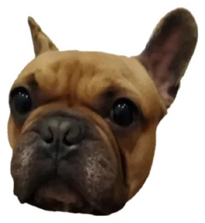 Sticker from Пак от пользователя телеграмм
