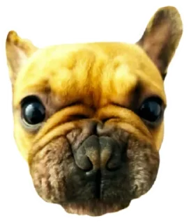 Sticker from Пак от пользователя телеграмм