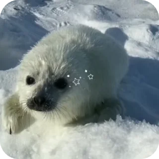 🌟 emoji тюленчики Telegram sticker 18 of 24