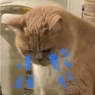 😭 emoji мур мяу Telegram sticker 19 of 120