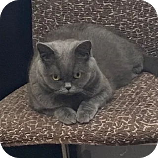 🫥 emoji пак для богинесс Telegram sticker 11 of 115
