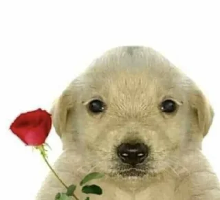 🥀 emoji пак для полемистёнков Telegram sticker 16 of 67