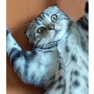 😀 emoji Сэм ебёт Вику в рот Telegram sticker 8 of 14